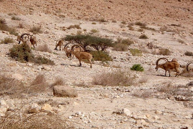 4WD Masada Ein Gedi Judea desert Dead Sea adventure 4x4 Tour. - Timing That Works (and Where It Can Feel Long)