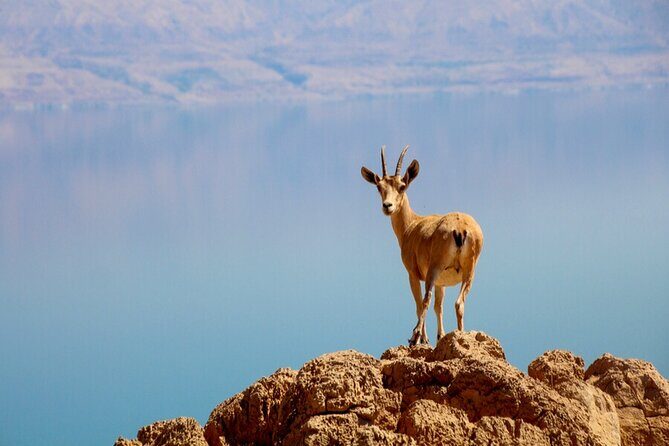Desert Safari and Dead Sea Day Trip from Tel Aviv - The Dead Sea itself: float first, then mud, then rinse steps