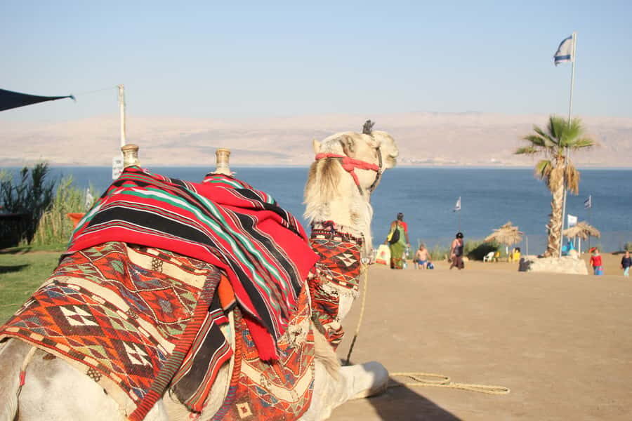 From Tel Aviv: Dead Sea Self-Guided Chill-Out Day Trip - The 7-Hour Rhythm: Tel Aviv Ride Time vs. On-Site Time
