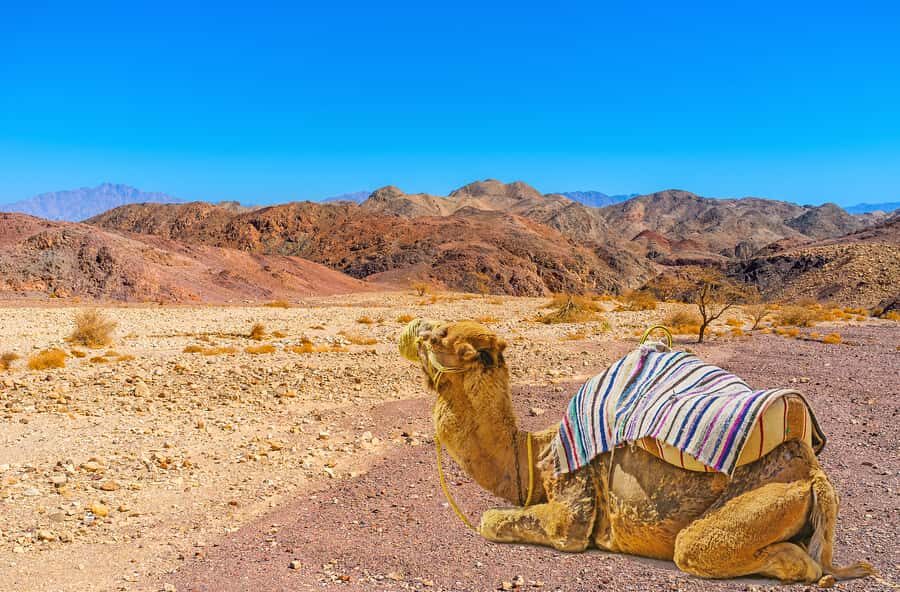 From Tel Aviv: Dead Sea Visit & Desert Safari - Dead Sea Float Time: Salt Water, Mineral Feel, and Mud Fun
