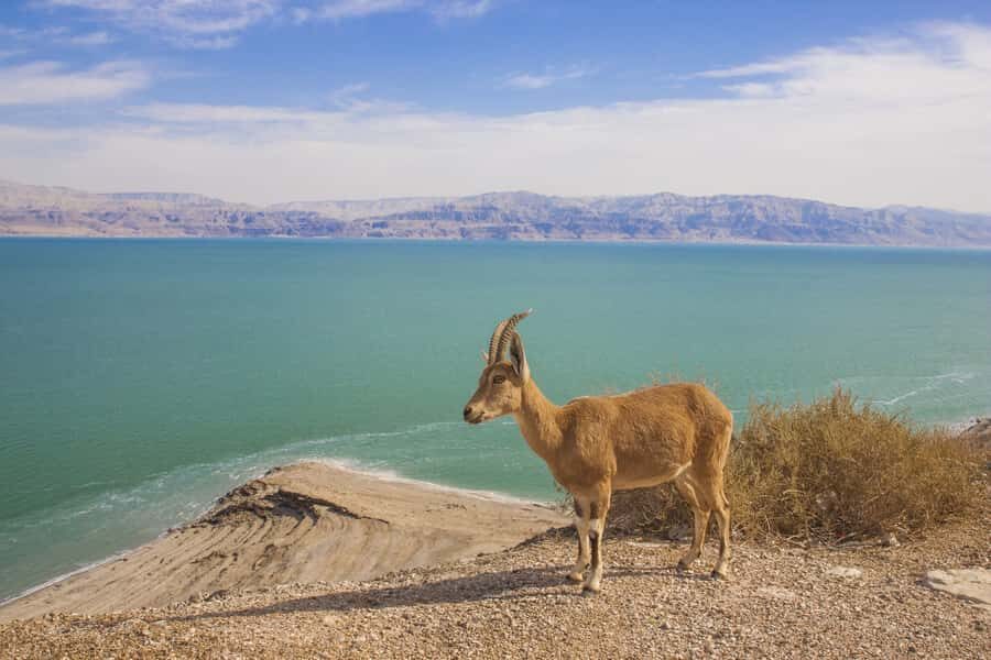 From Tel Aviv: Dead Sea Visit & Desert Safari - Who This Tour Fits Best (And Who Should Skip It)