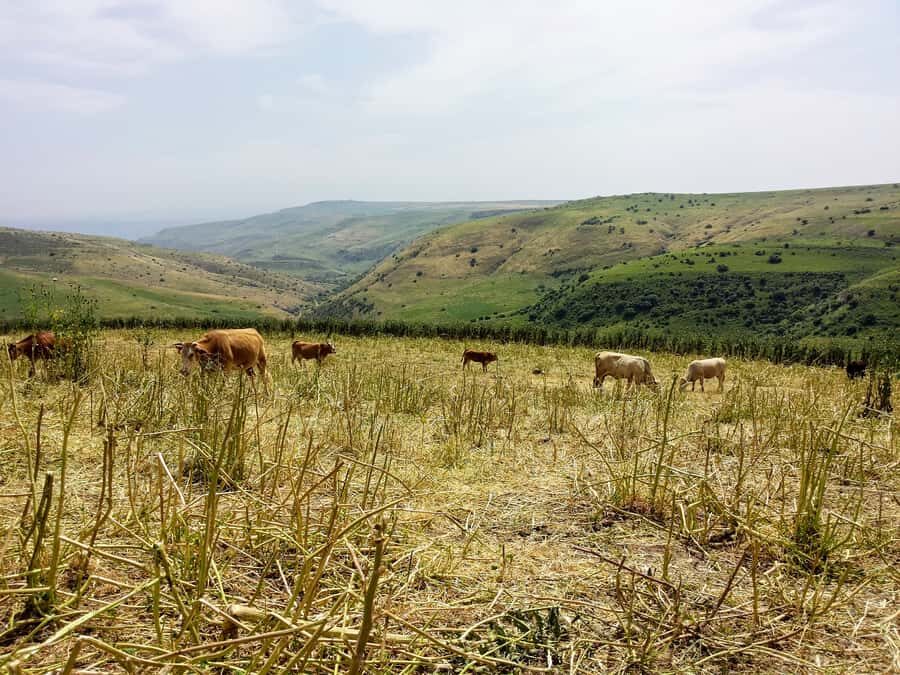 From Tel Aviv: Golan Heights Tour - From Tel Aviv to the Golan: A Long Drive That Sets Up the Story