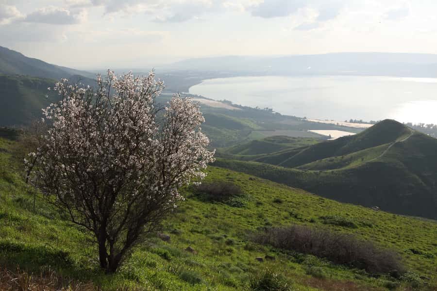 From Tel Aviv: Magdala, Mount of Beatitudes, and Cana Tour - Magdala: Mary Magdalene’s home town and a synagogue from the era