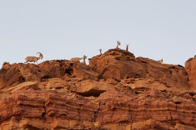In Depth Introduction of the Ramon Crater - Makhtesh Ramon: Why This Crater Works Better Than a Photo Stop