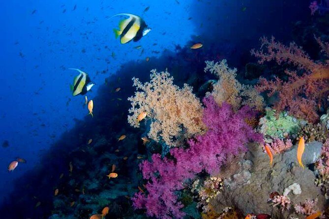 Introductory Dive in Eilat - A first-timer scuba setup in Eilat’s coral bay