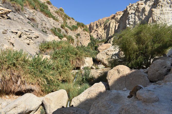 Masada, Ein Gedi, and The Dead Sea from Tel Aviv - Who this tour is for (and who should skip it)