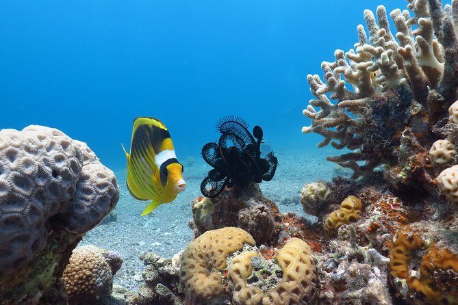 PADI Open Water Diver Course - 5 Days Scuba Diving - Eilat Is a Strong Choice for Your PADI Open Water Card