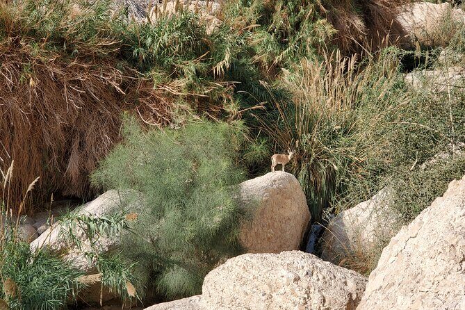 Private Day Tour in Masada and the Dead Sea - Value Check: Is $700 Per Group Fair for This Mix?