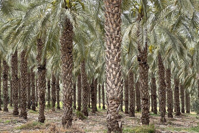 Private Tour to Nazareth & Sea of Galilee & Jordan River Yardenit - Exclusive - Mount Tabor and the Transfiguration sites