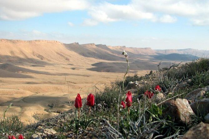 Ramon Crater Jeep Tour from Mitzpe Ramon - Wadi Zochalim and Wadi Gvanim: desert life you can actually spot