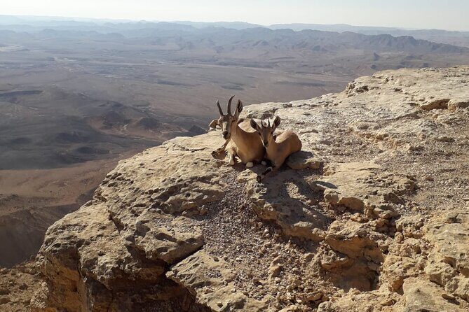 Rappelling Down the Ramon Crater Cliff - How long it really takes and what to do before you go