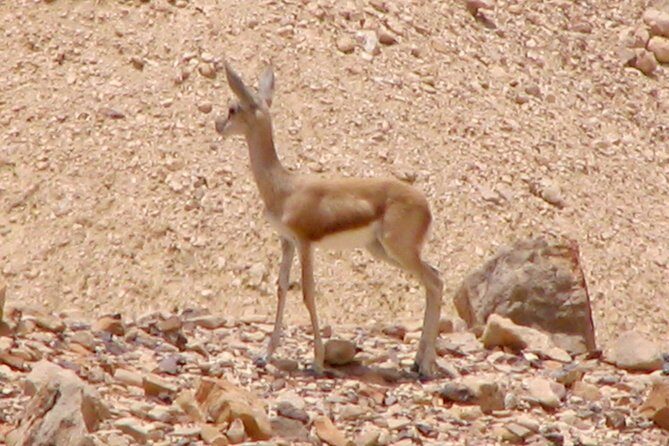 Two hour guided jeep tour in to and around the Ramon crater - Dry riverbeds and the geology lesson that changes how you see it