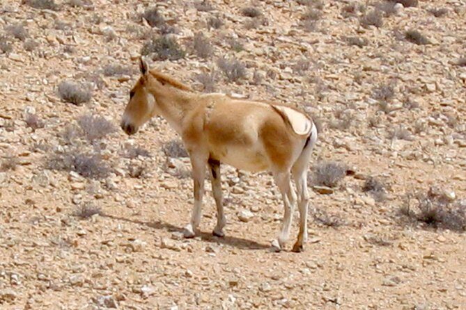 Two hour guided jeep tour in to and around the Ramon crater - Price and value: what you’re actually paying for at $275 per group